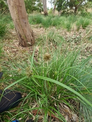 Cyperus congestus