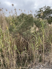 Baccharis halimifolia image