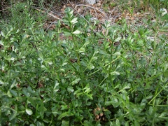 Laserpitium gallicum