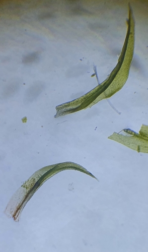 Image of Zygodon rupestris by no rights reserved
