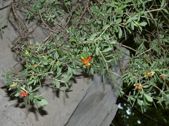Lonicera pyrenaica