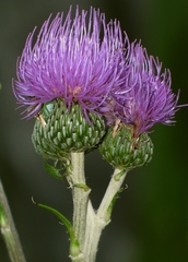 Cirsium monspessulanum