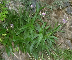 Cirsium monspessulanum