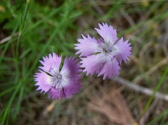 Dianthus benearnensis