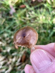 Cuphophyllus recurvatus