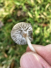 Cuphophyllus recurvatus