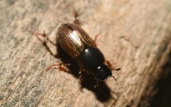 Melinopterus sphacelatus