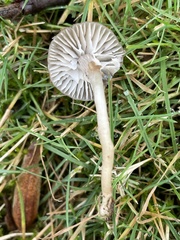 Cuphophyllus recurvatus