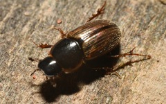 Melinopterus sphacelatus