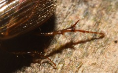 Melinopterus sphacelatus