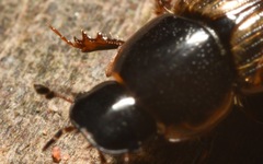 Melinopterus sphacelatus