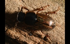 Melinopterus sphacelatus