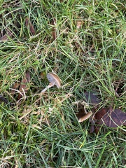 Cuphophyllus recurvatus