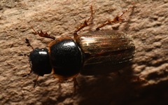 Melinopterus sphacelatus