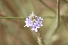 Lavandula subnuda