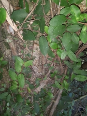 Hydrangea serratifolia