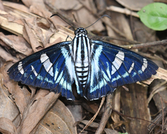 Jemadia menechmus