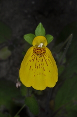Calceolaria crenatiflora