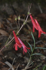 Ourisia coccinea