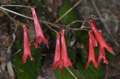 Ourisia coccinea