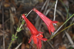 Ourisia coccinea