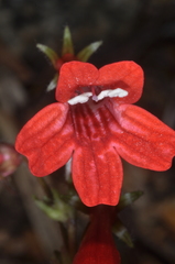 Ourisia coccinea