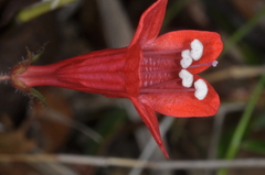 Ourisia coccinea