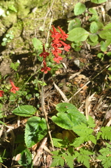 Ourisia coccinea