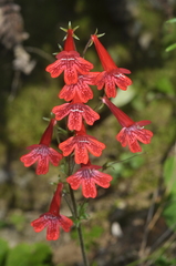 Ourisia coccinea