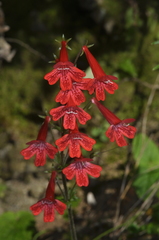 Ourisia coccinea