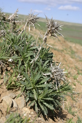 Atractylis caespitosa