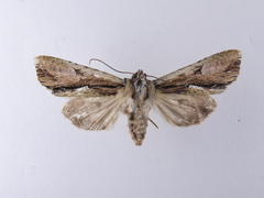 Meterana decorata