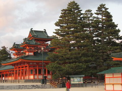 Pinus