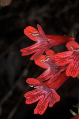 Ourisia coccinea