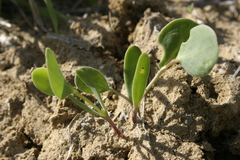 Coronilla scorpioides