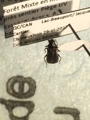 Rhagonycha hirticula