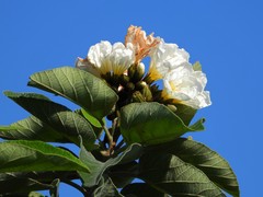 Cordia boissieri
