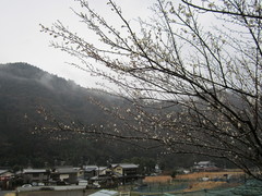 Prunus