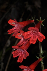 Ourisia coccinea