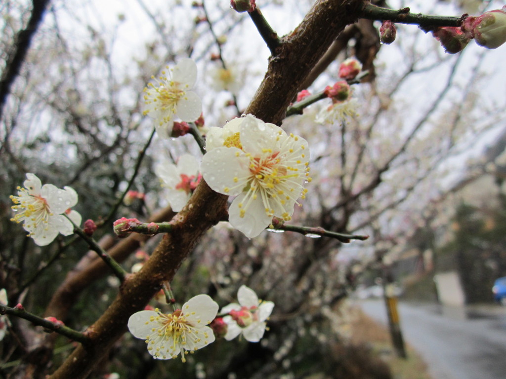 Prunus mume, Kyoto, Japan