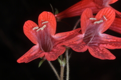 Ourisia coccinea
