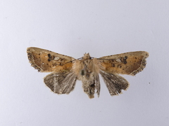 Meterana inchoata
