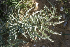 Cynara cardunculus cardunculus