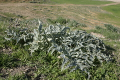Cynara cardunculus cardunculus
