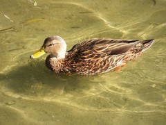 Anas fulvigula