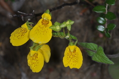 Calceolaria crenatiflora