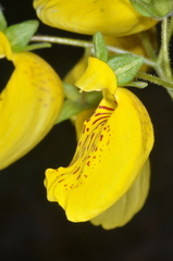 Calceolaria crenatiflora