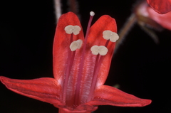 Ourisia coccinea