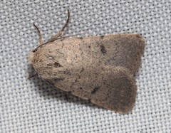 Caradrina aspersa
