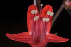 Ourisia coccinea